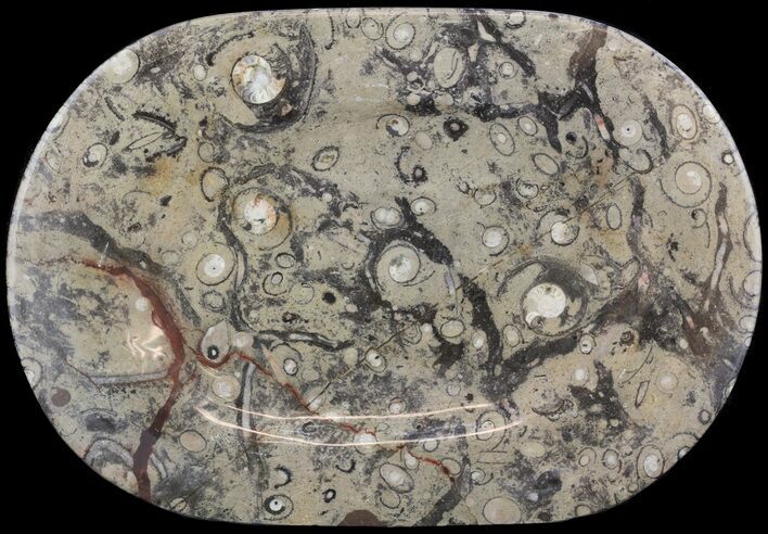 Fossil Orthoceras & Goniatite Plate - Stoneware #53097